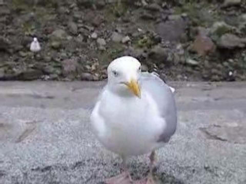 Les mouettes affamées