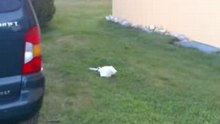 Parachute