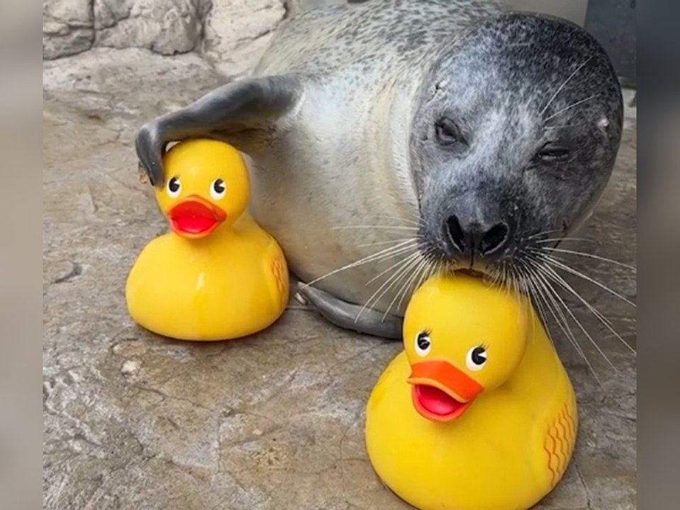 Verspielter Seehund wird mit Quietscheente zum Internet-Hit