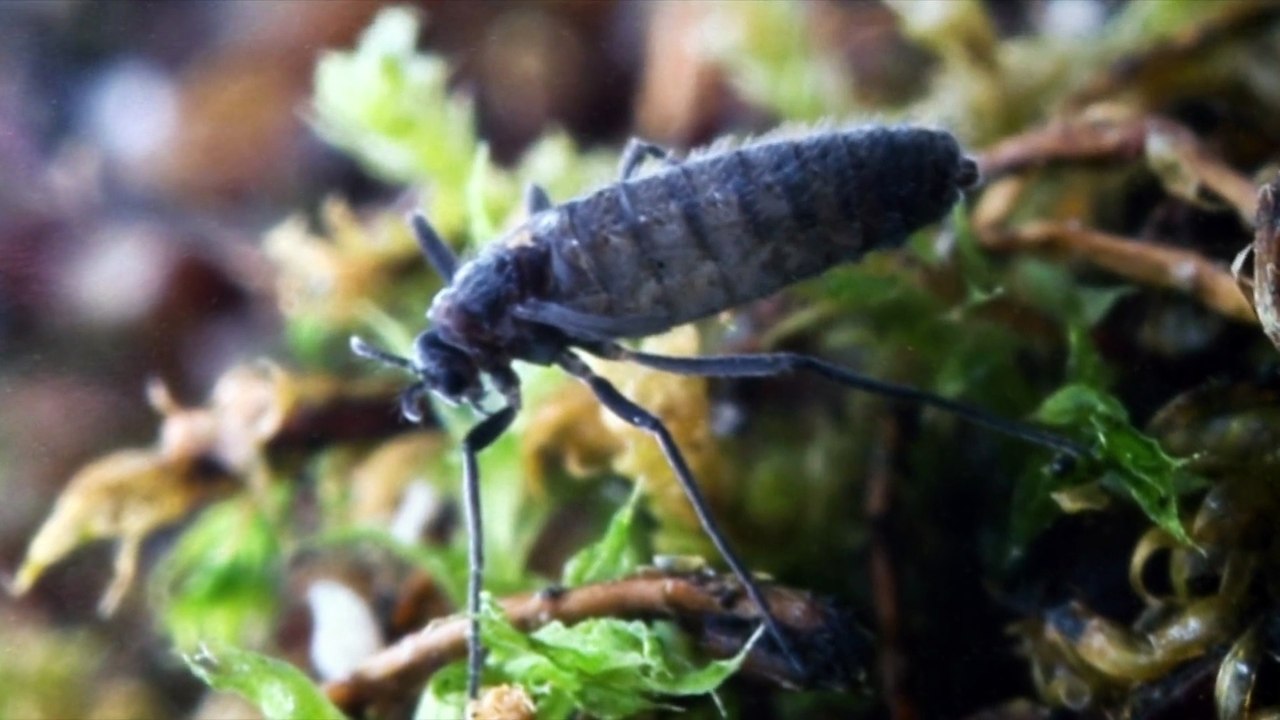 The Antarctica Challenge 2009