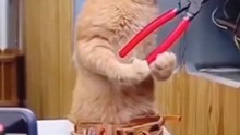 Funny Cats Playing Different Games | Cute & Crazy Cat Moments 😹