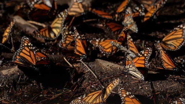 México exige a EE UU tomar medidas sobre herbicidas que afectan a la mariposa monarca