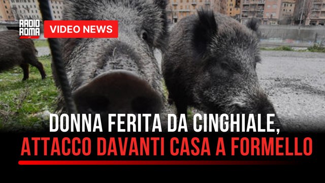 Donna ferita da cinghiale, attacco davanti casa a Formello