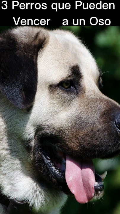 Perros grandes y muy peligrosos
