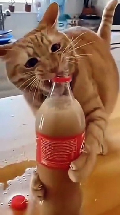 Funny Cats Playing with Pepsi Bottle 😂 | Cute Cat Moments
