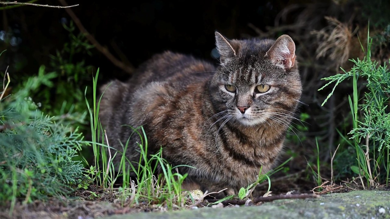 #Abandoned cat on the streets of Lesbos