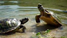 Turtle Saves Another Turtle