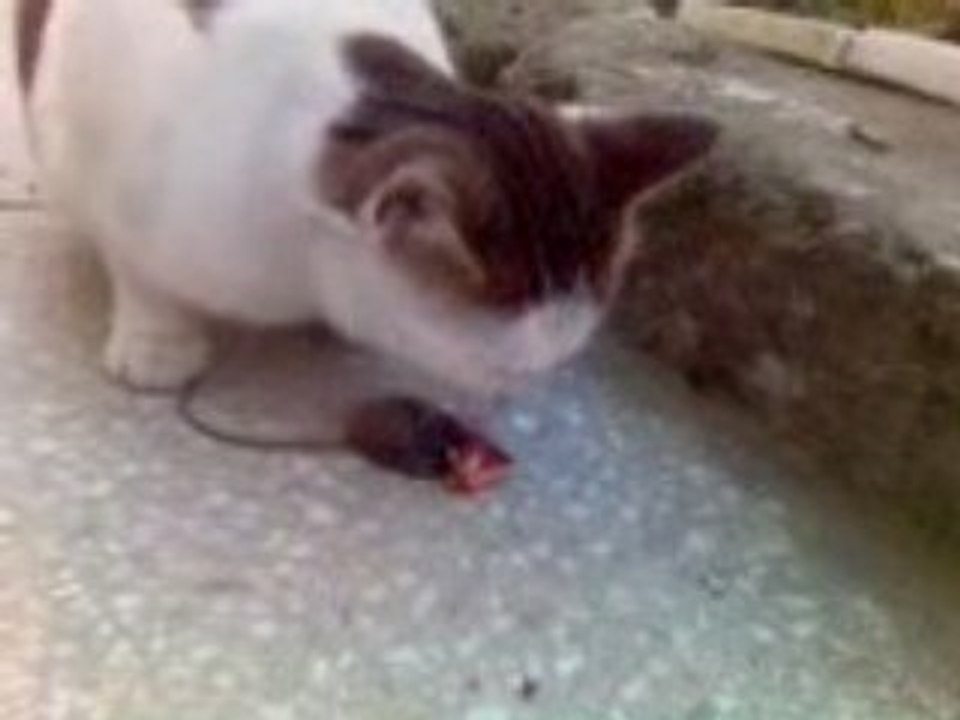 Cat Kill Mouse