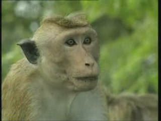 la vie privee des animaux . part 2 de 7 - avi768