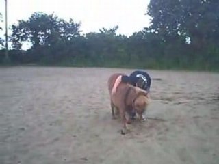 "Révérence" de mon loulou