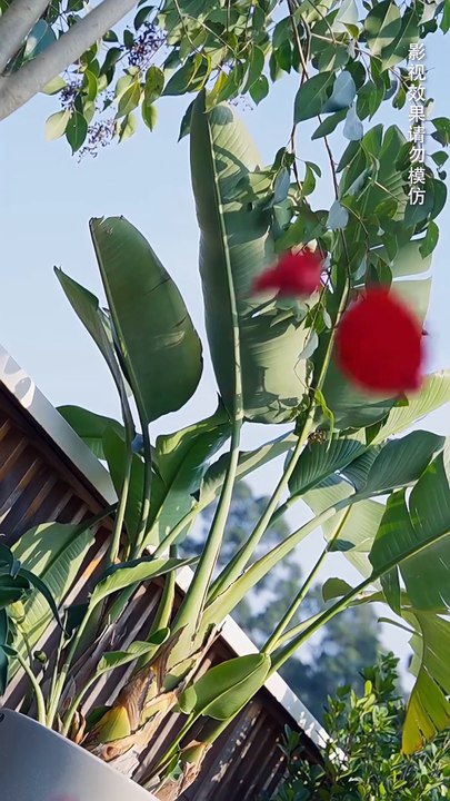 Feared In The Underworld, Fierce For Her | FULL MOVIE