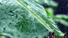 Hujan Ringan Jatuh Di Daun Pisang Di Daerah Pedesaan