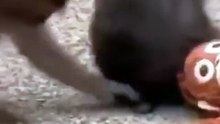 Macaco Punch