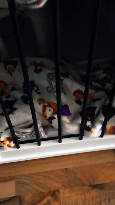 gingers new cage