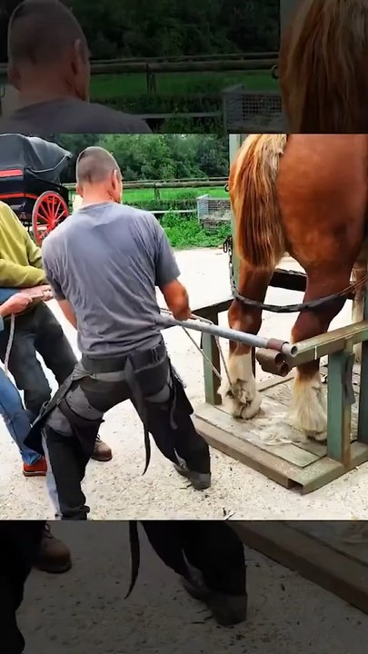 Il est conseillé de ferrer un cheval tous les 40 à 50 jours, car au-delà, le sabot aura trop poussé et le pied perdra son équilibre et sa stabilité. Des douleurs apparaîtront alors, pouvant entraîner des lésions irréversibles.