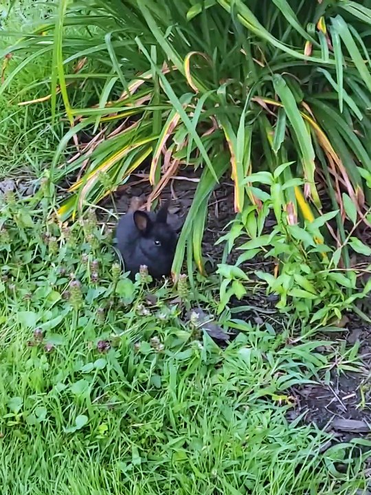 Rabbit jumpscare. | #SparklegleamFarm #Bunny #homestead #rabbit #farmanimals #cute
