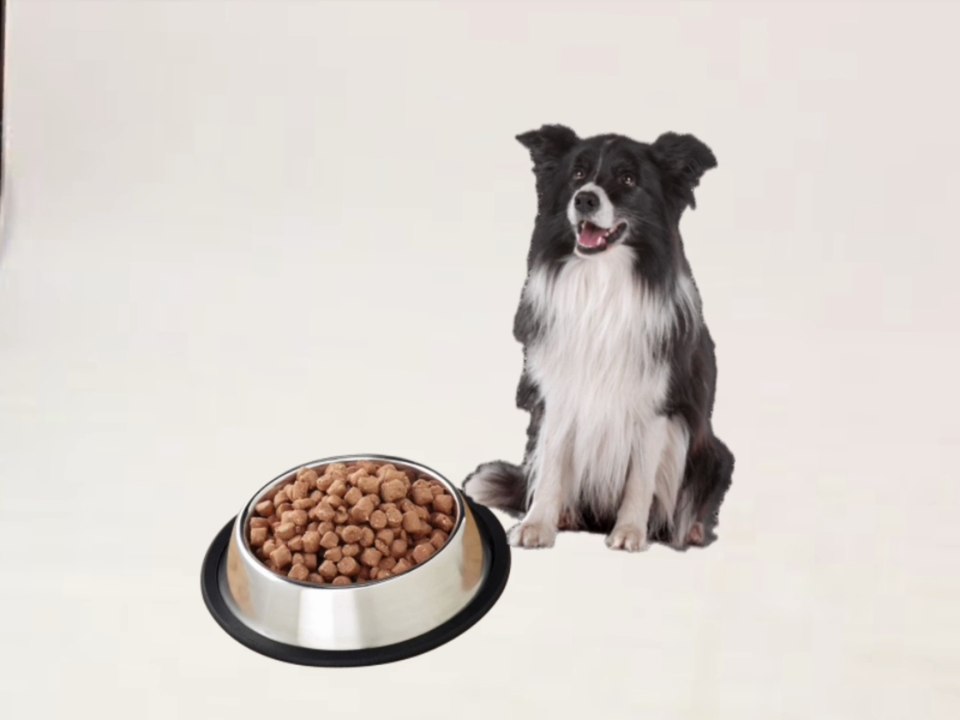 Dorling Kindersley - Touch And Feel Farm Video - Dog Eating Kibble Food (2000) (HD Version)