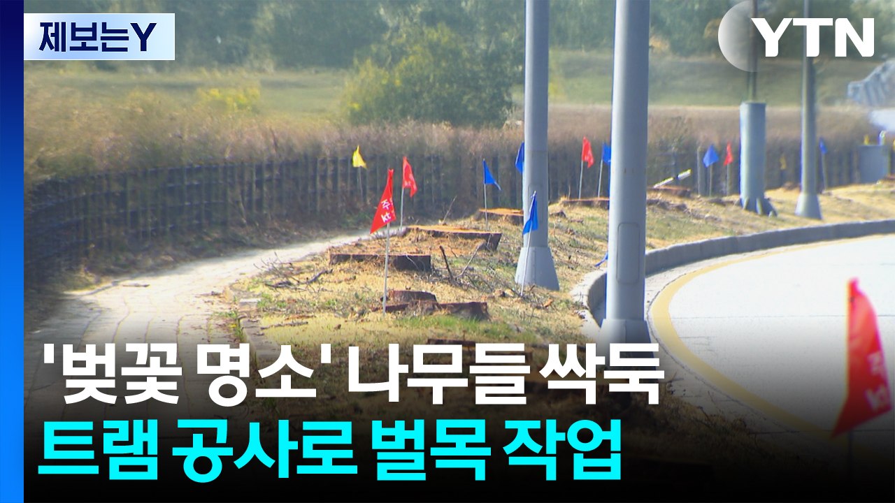 [제보는Y] 트램 공사로 수백 그루 나무 싹둑...뒷북 행정 논란 / YTN