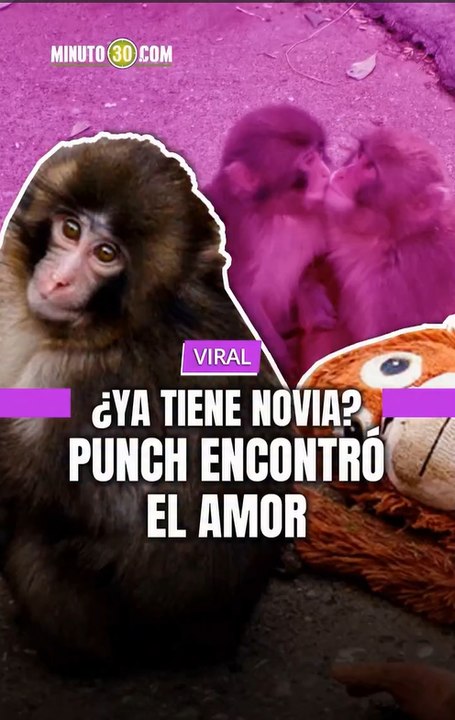 Las redes sociales no dejan de compartir las imágenes de Punch, el macaco japonés, interactuando con la hembra Aiko.