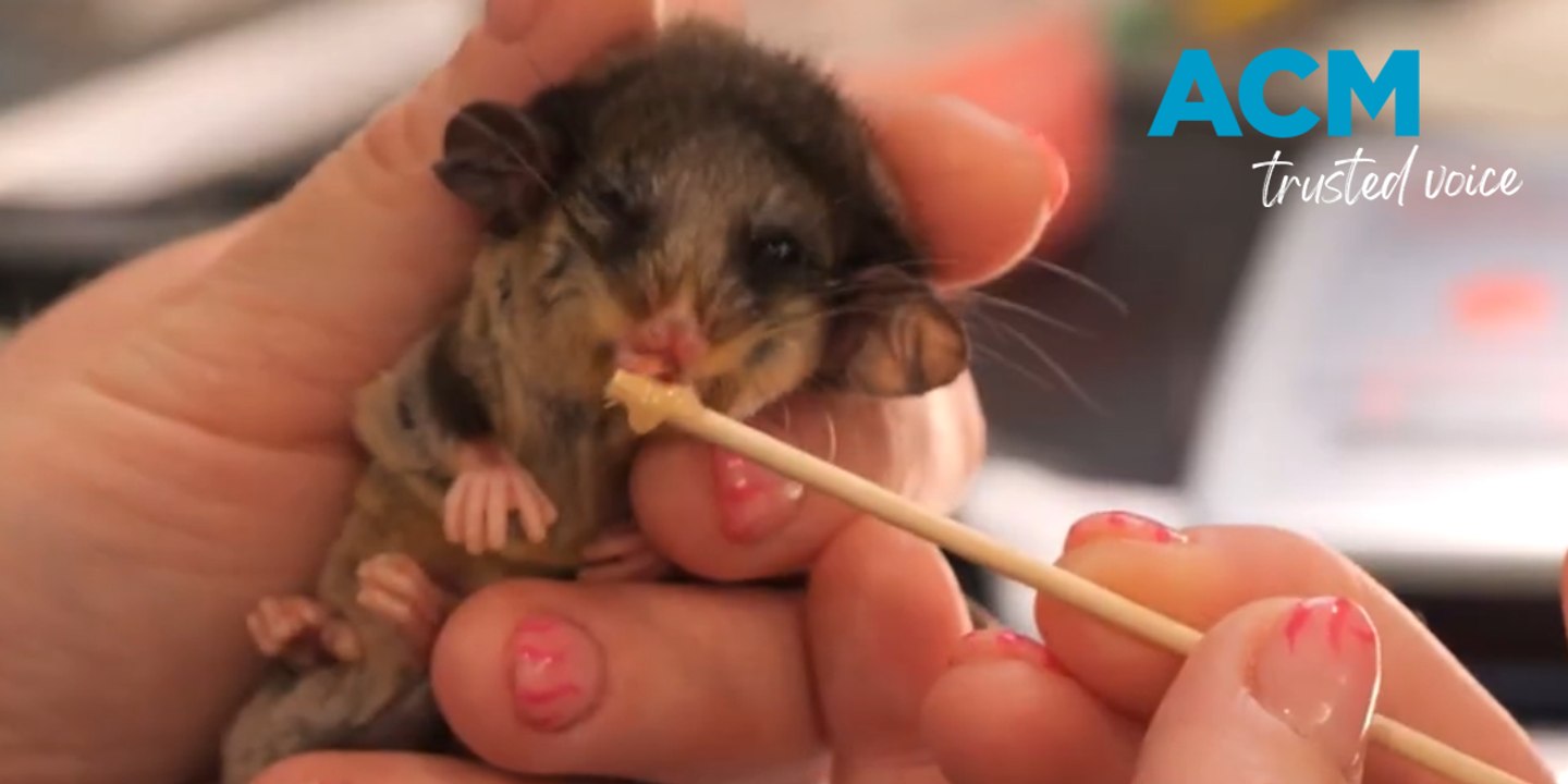 Rare pygmy possum joeys born in Victoria