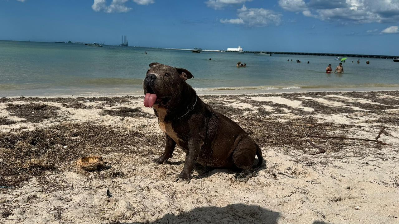 Calor en Yucatán: recomendaciones para evitar golpes de calor en mascotas