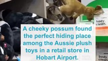 Possum hides among plush toys in Hobart Airport