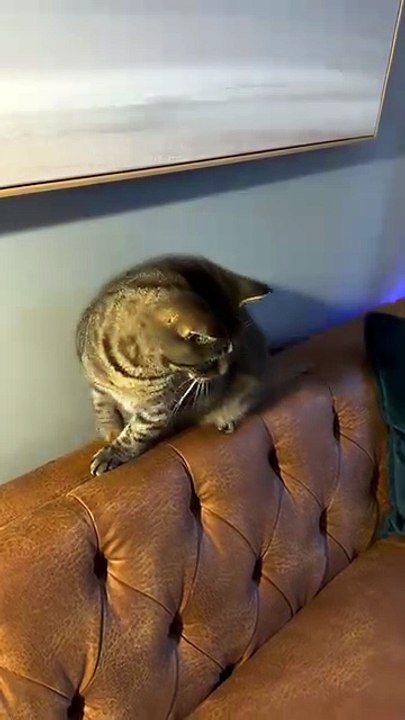discovered a new game. 🐾🐾🧡