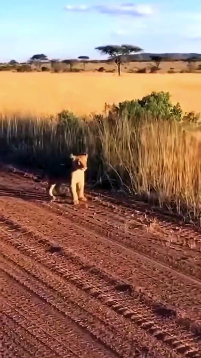 Epic Predator Battles Across Wild Plains