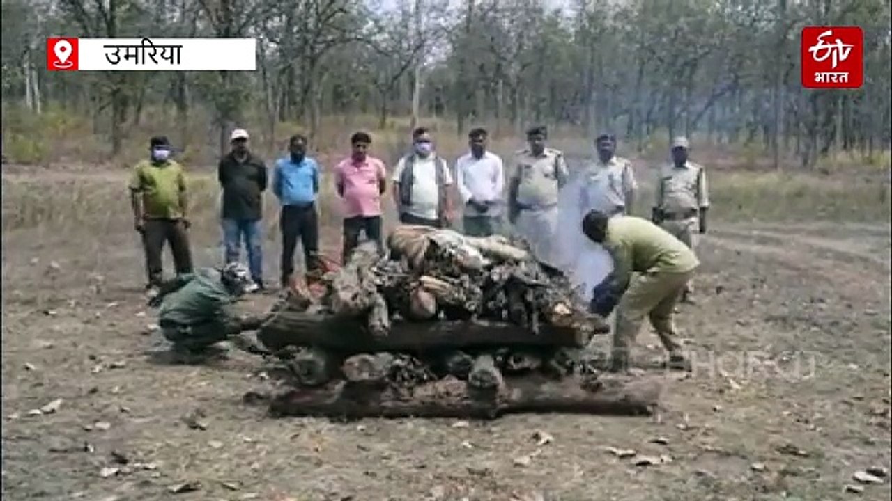 बांधवगढ़ टाइगर रिजर्व में बाघिन की मौत से हड़कं...