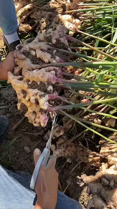 Farming