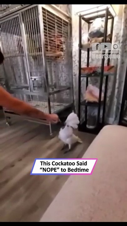 Two Hyper Dogs Go Wild—Chaos You Can’t Stop Watching!__ Heartsome 💖