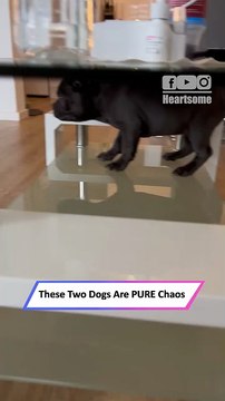 Two Crazy Dogs Turn House Into Chaos—Hilarious Moments!__ Heartsome 💖