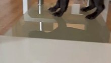 Two Crazy Dogs Turn House Into Chaos—Hilarious Moments!__ Heartsome 💖