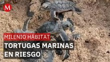 Tortugas marinas, jaguares y aves serán afectados el "Perfect Day Mahahual" | Milenio Hábitat