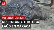 Rescatan a tortuga laúd que fue arrastrada por la marea alta en Oaxaca | Milenio Hábitat