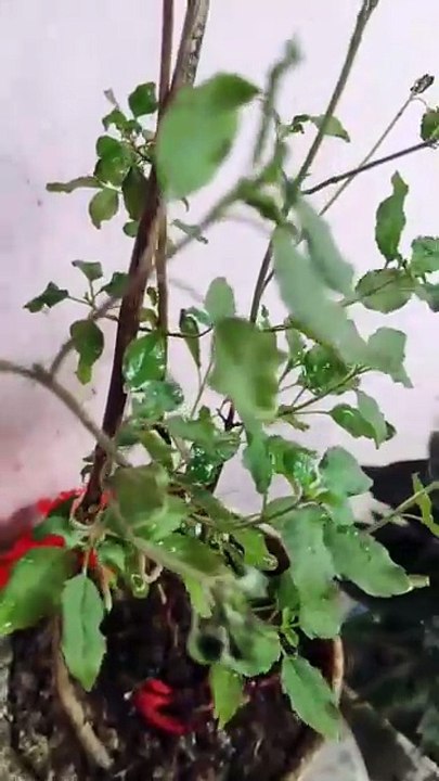 তুলসী পাতা কেন এত পবিত্র? ভগবান বিষ্ণুর কেন সবচেয়ে প্রিয় তুলসী 🌿 | রহস্য জানুন