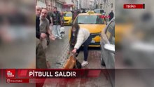 Pitbull’un saldırdığı ‘Reis’ isimli köpek, ağır yaralandı