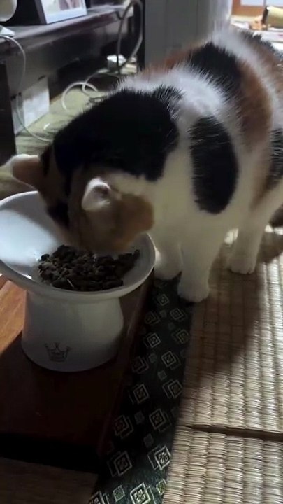 A Cute Kitten Happily Eating Her Food.” 🐾😺