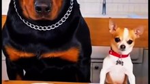 You Will Laugh So Hard at These Funny Chihuahua Moments 😂