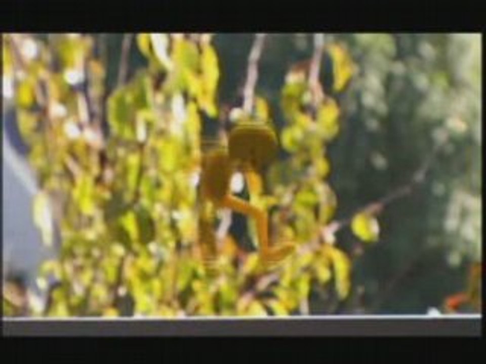 ANIMACOURT, TOUS LES MARDIS A PARTIR DE 20H30 SUR SHORTSTV