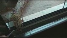 Lezard