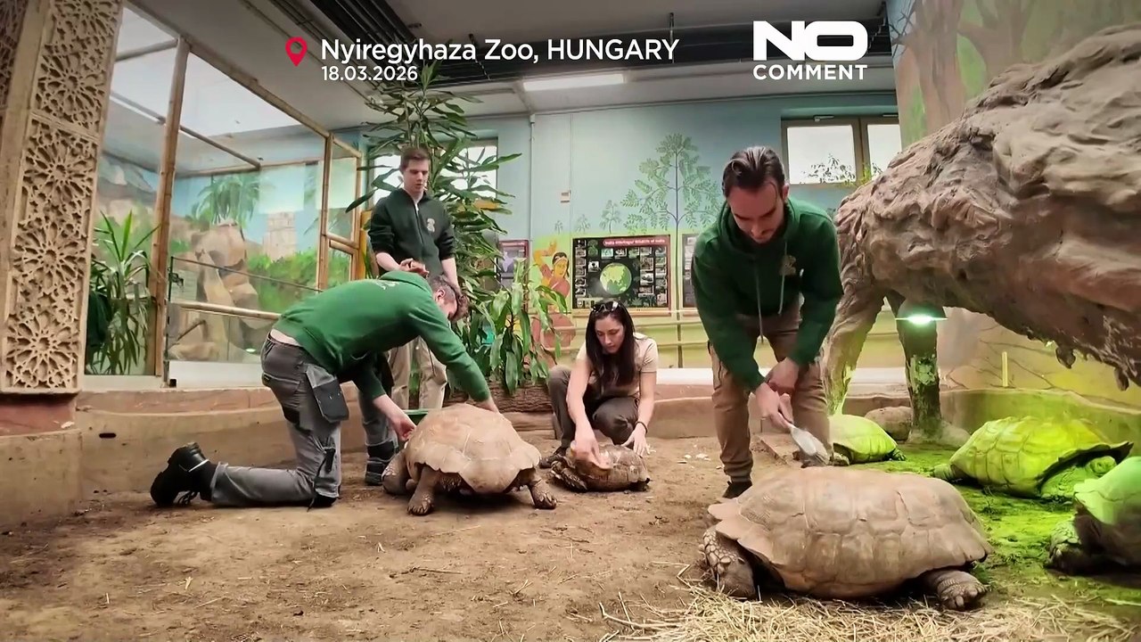 Ungarn: Wellness-Tag für bedrohte Schildkröten im Zoo Nyíregyháza