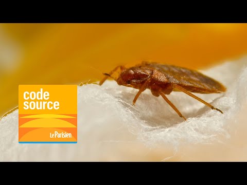 [PODCAST] Punaises de lit : la grande inquiétude