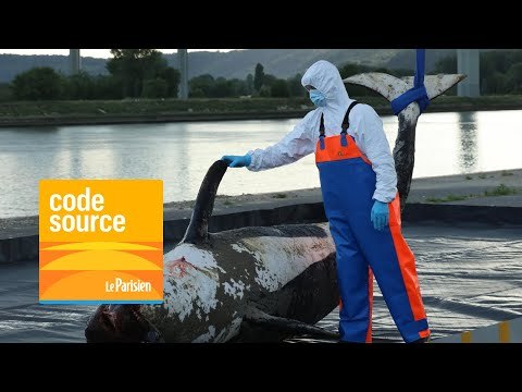 [PODCAST] Orque dans la Seine : une triste fin