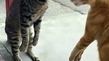 Cat's fight