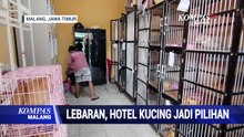 Ditinggal Pulang Kampung, Hotel Kucing Jadi Pilihan