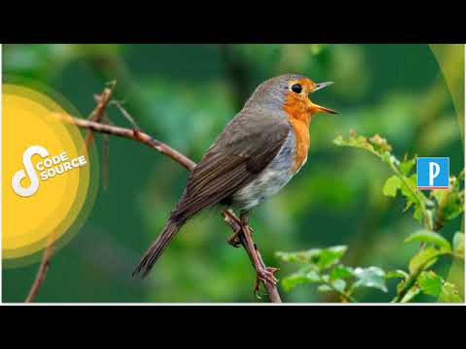 [PODCAST] À Paris, les humains sont confinés, les oiseaux chantent à tue-tête