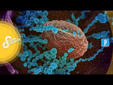 [PODCAST] Les coronavirus, c’est quoi ? Plongée, au microscope, dans la biologie des virus