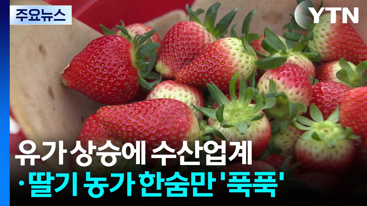 유가 상승에 수산업계·딸기 농가 한숨만 '푹푹' / YTN