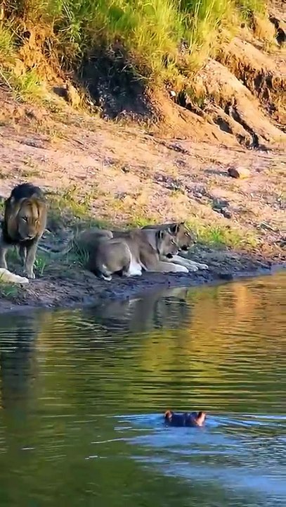 Epic Lion Struggles in Wild Survival